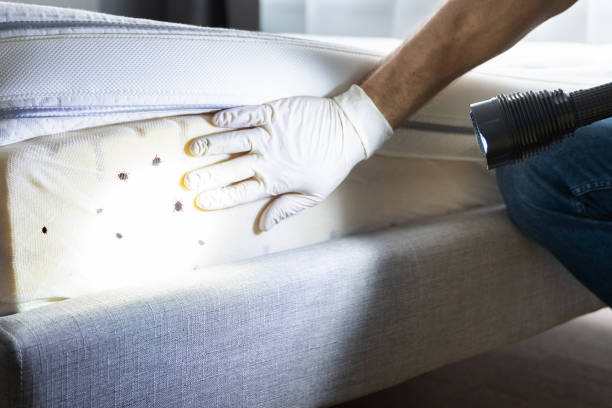 Best Flea Control Services  in Dresser, WI
