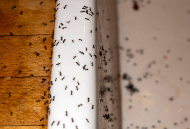 Best Bed Bug Extermination  in Dresser, WI