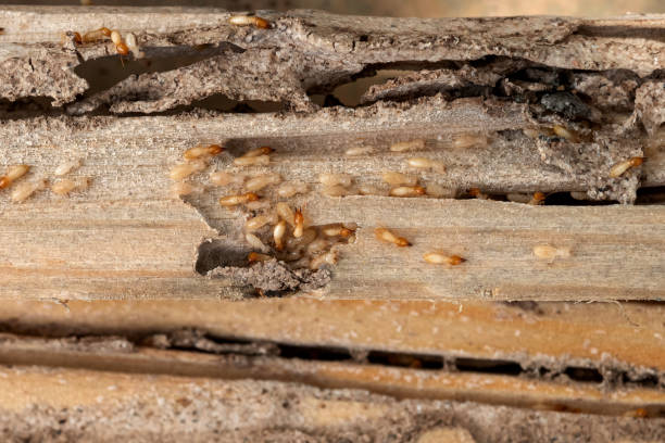 Best Termite Control Services  in Dresser, WI